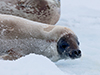 Antarctic seal