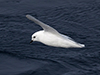 Snow Petrel