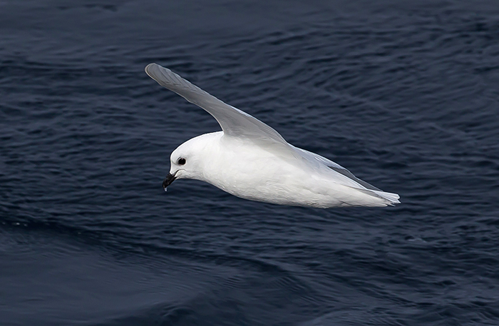 Snow Petrel