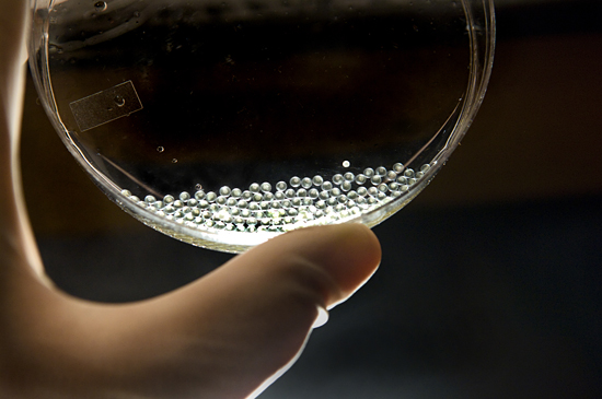 Fertilized fish eggs.