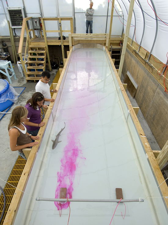shark lab