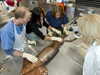 Studying humboldt squid