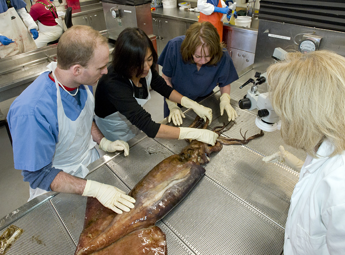 Studying humboldt squid