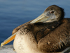 peruvian pelican