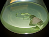 culture flask from Mincer lab with photosynthetic microbes and resin pouch for collection of potential CF drugs