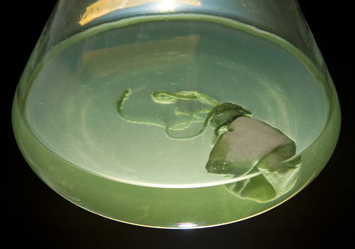 culture flask from Mincer lab with photosynthetic microbes and resin pouch for collection of potential CF drugs
