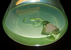A culture flask containing marine microorganisms could be the source of new treatments for cystic fibrosis, thanks to work recently begun by WHOI microbiologist Tracy Mincer and the Flatley Discovery Lab in Charlestown, Mass.
