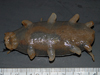 sea pig
