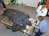 leatherback turtle necropsy