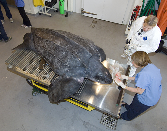 leatherback turtle necropsy