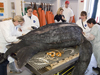 leatherback turtle necropsy