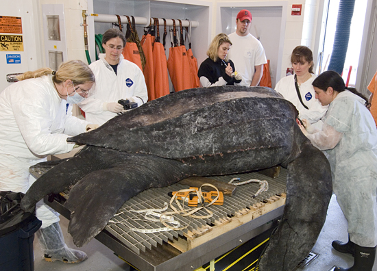leatherback turtle necropsy