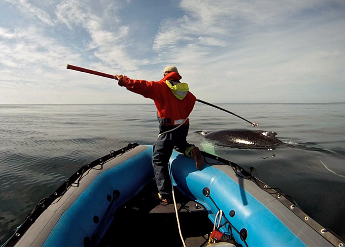 whale tagging