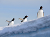 Gentoo penguins