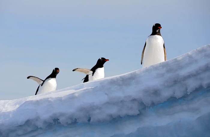 Gentoo penguins