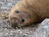 Elephant seal in Antarctica
