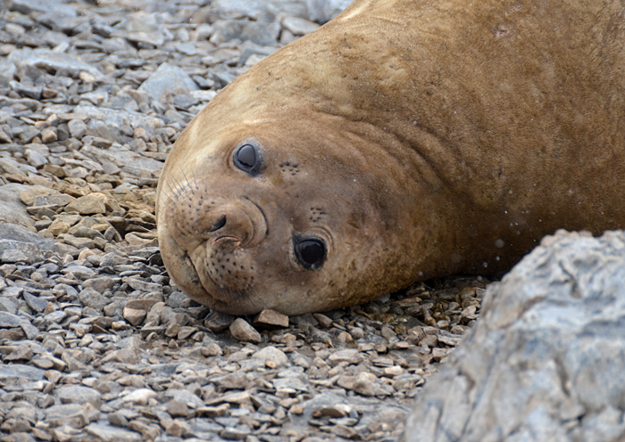 Elephant seal in Antarctica