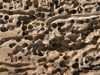 Shipworm holes
