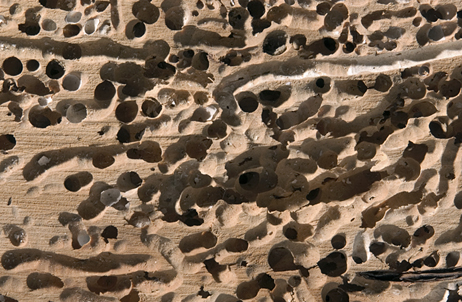 Shipworm holes