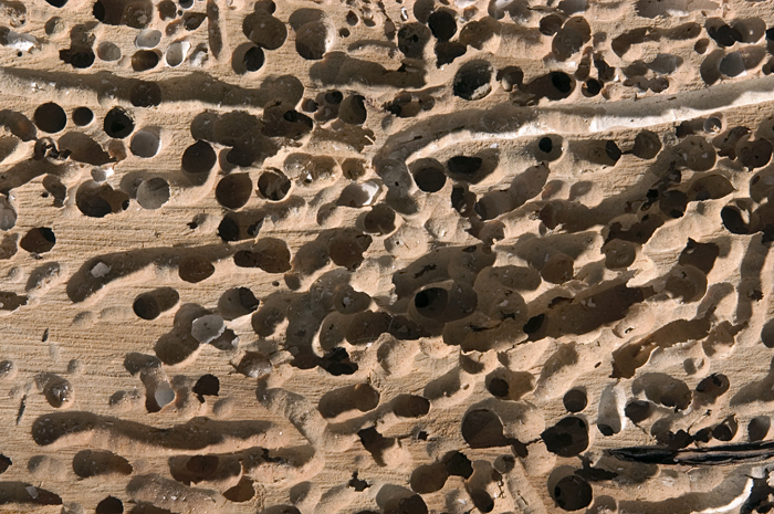 Shipworm holes