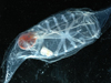 salp with embryo inside