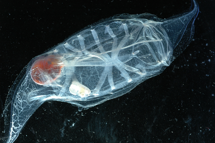 salp with embryo inside