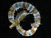 alciopid worm from Antarctic waters