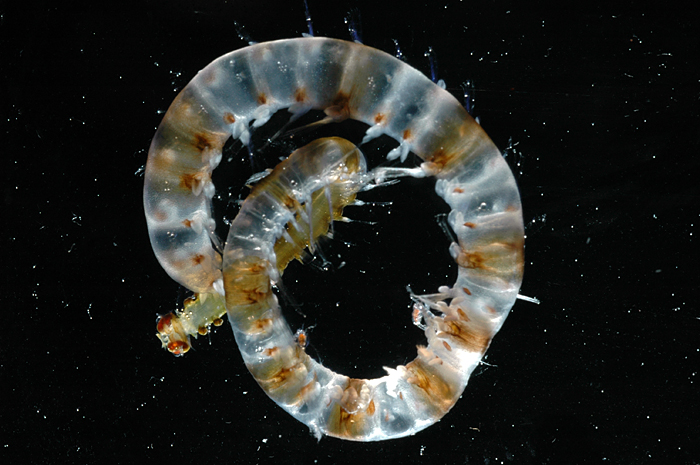 alciopid worm from Antarctic waters