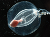 pretty jellyfish from Southern Ocean