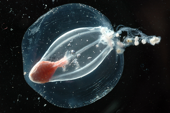 pretty jellyfish from Southern Ocean