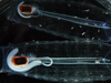 two transparent salps with chains of offspring visible inside them