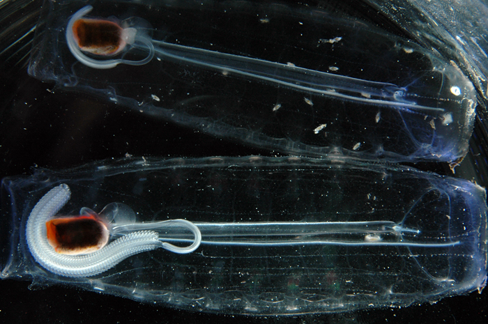 two transparent salps with chains of offspring visible inside them
