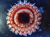 deep-sea jellyfish Atolla