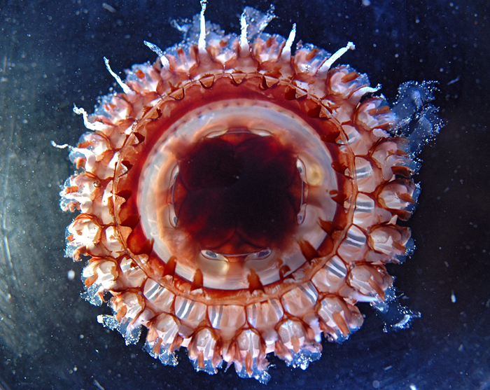 deep-sea jellyfish Atolla