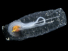 single salp