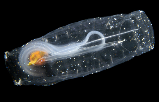 single salp