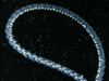 salp chain