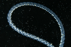 salp chain