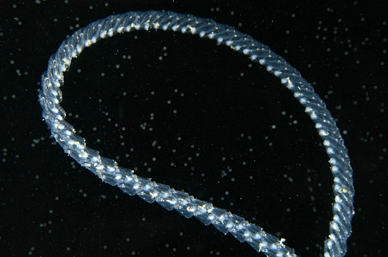 salp chain
