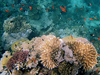 Red Sea coral and fish, 2007.