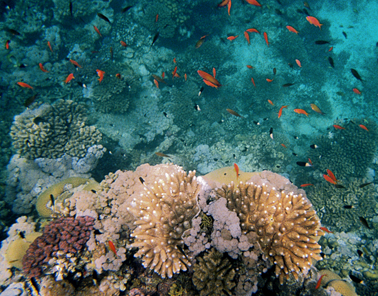 Red Sea coral and fish, 2007.