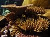 coral