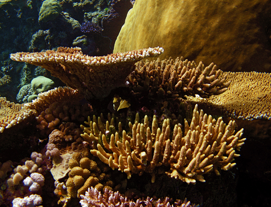 coral