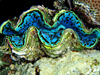 Tridacna