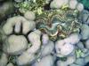 coral and tridacna
