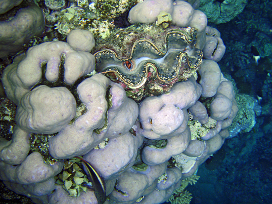 coral and tridacna
