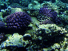 red sea corals