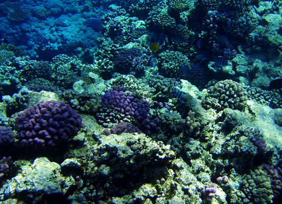 red sea corals