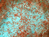 Copepods from Japan