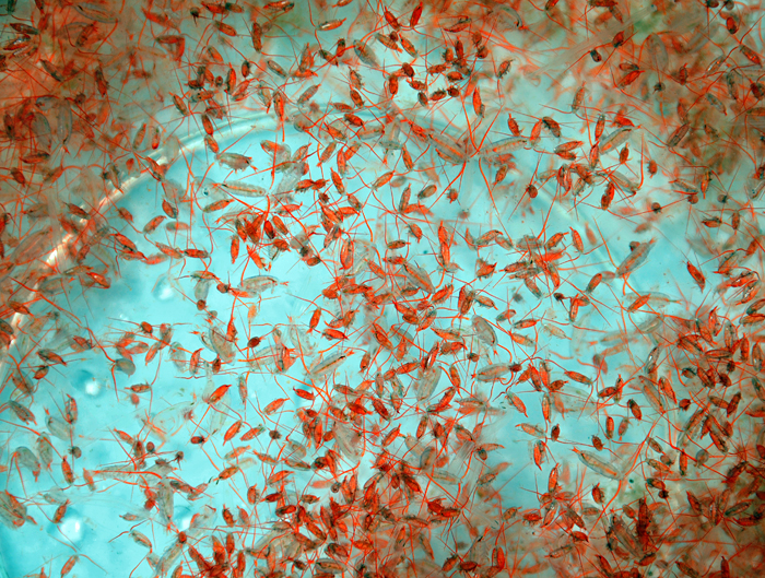Copepods from Japan
